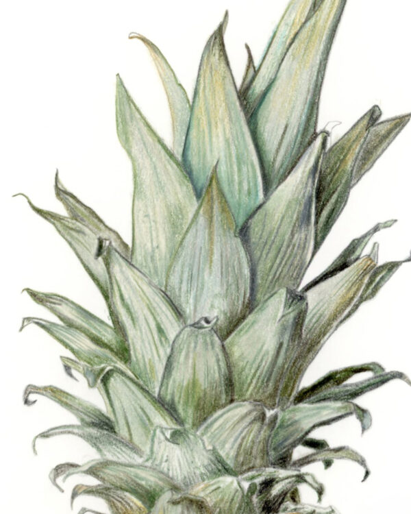Detail of the crown of the pineapple done with colored pencils.