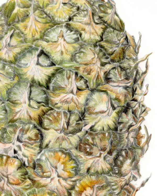 closeup detail of the intricacy of the pineapple texture done in coloured pencils.