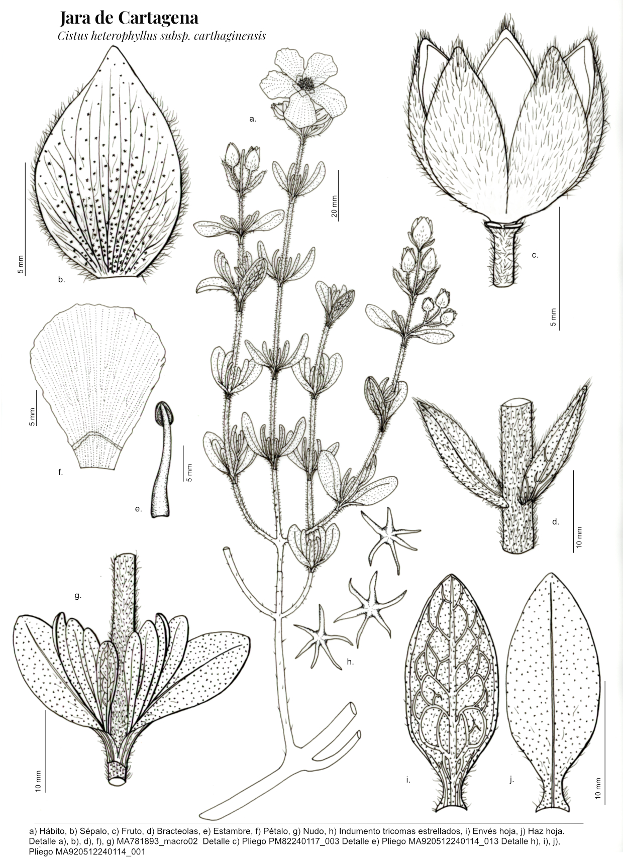 Botanical Illustration in ink. Cistus heterophyllus carthaginensis